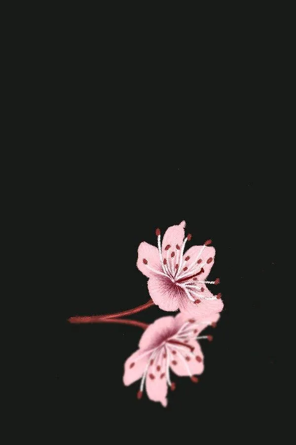 Two pink cherry blossoms on a dark background.
