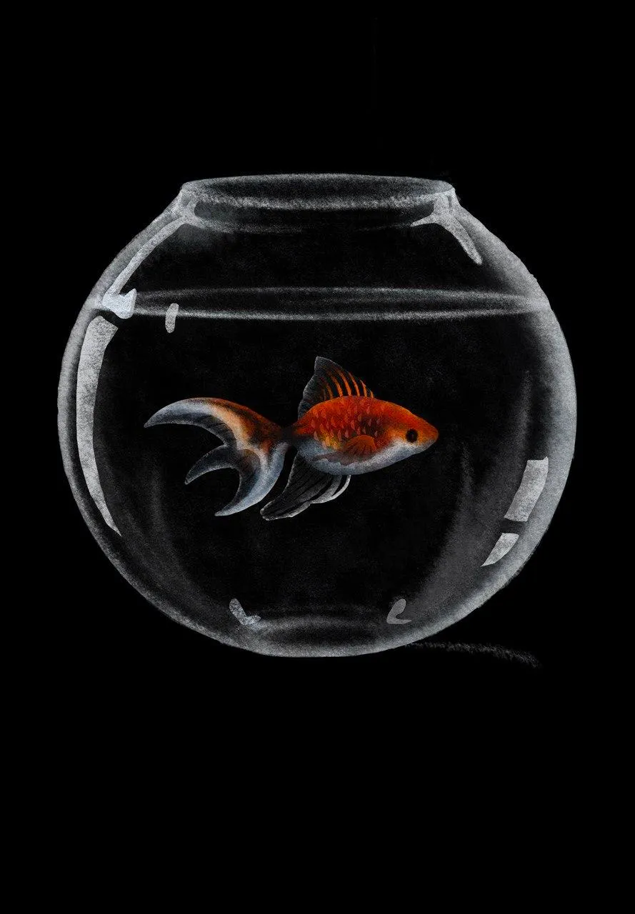 A goldfish in a glass bowl on a black background.