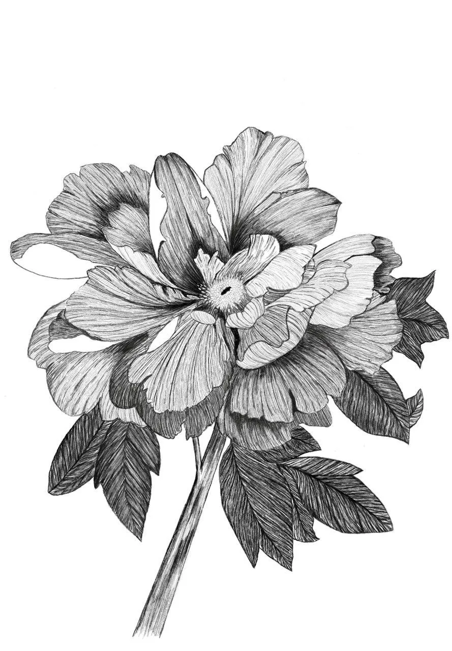 A black ink drawing of a peony on white.